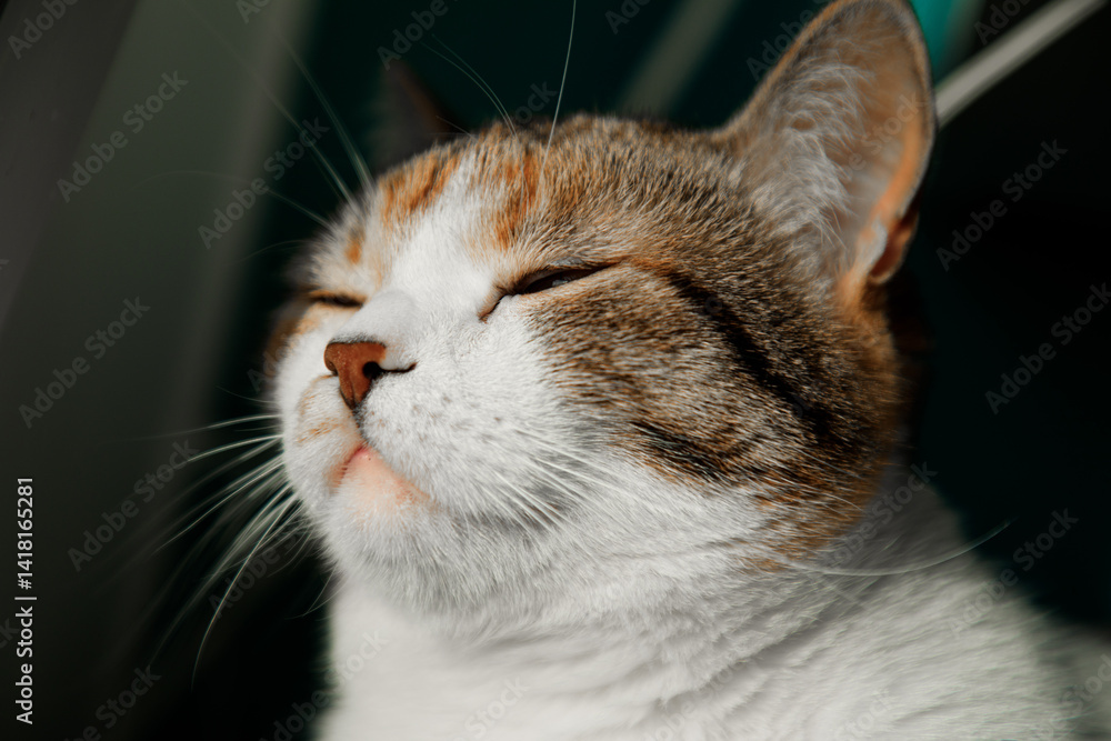 Portrait of little adorable tri-color cat indoors