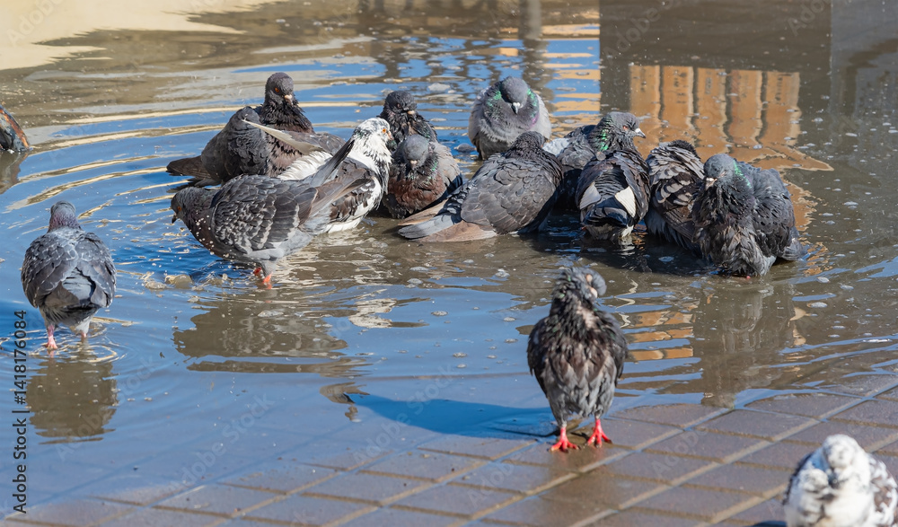 Pigeons Washing in a Puddle