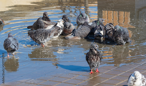 Obraz na płótnie Pigeons Washing in a Puddle w salonie