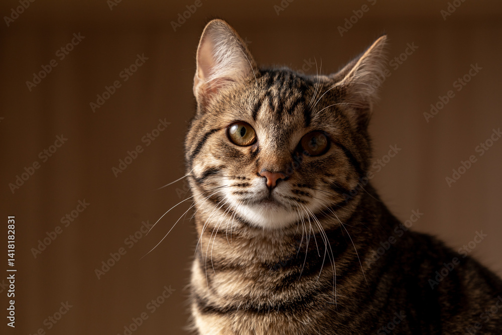Portrait of little adorable gray cat indoors.