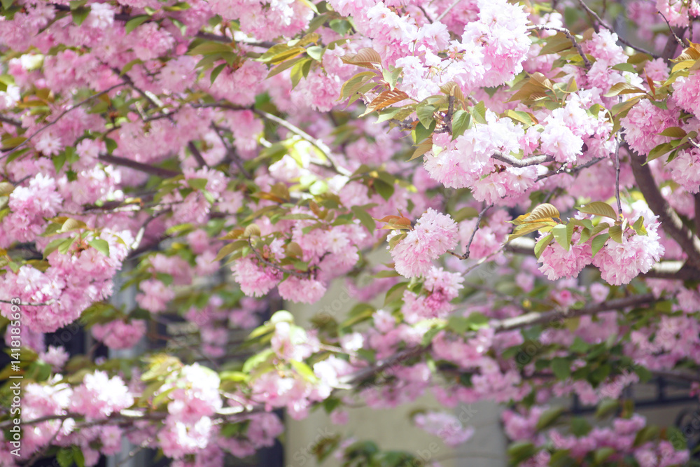 Spring background: crown of blossoming sakura. Sunlit branches of Japanese cherry with many opened pink flowers and young leaves. Journey to Asia: Prunus serrulata in bloom. Spring background: crown of blossoming sakura. Sunlit branches of Japanese cherry with many opened pink flowers and young leaves. Journey to Asia: Prunus serrulata in bloom.