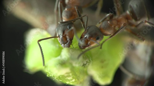 Wallpaper Mural Red ant (Formica rufa) Formica rossa	 Torontodigital.ca