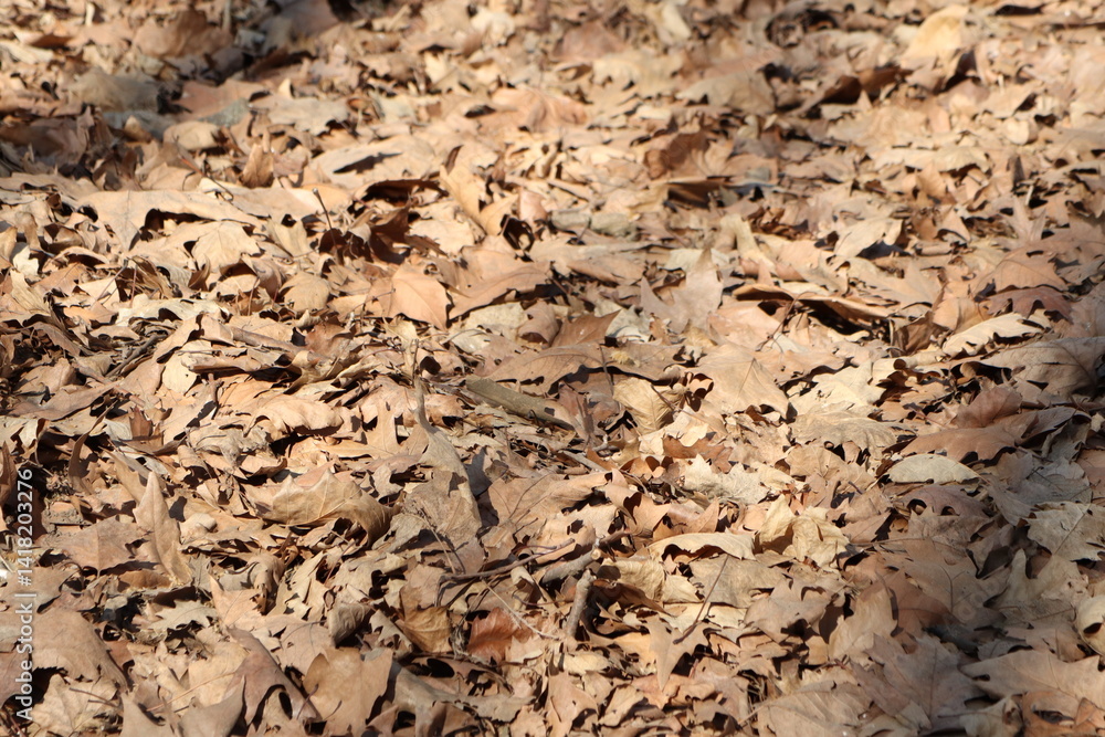 Scattered Autumn Leaves Gracefully Resting on the Forest Floor Beneath Tall Trees Scattered Autumn Leaves Gracefully Resting on the Forest Floor Beneath Tall Trees