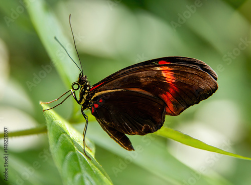 Postman Butterfly