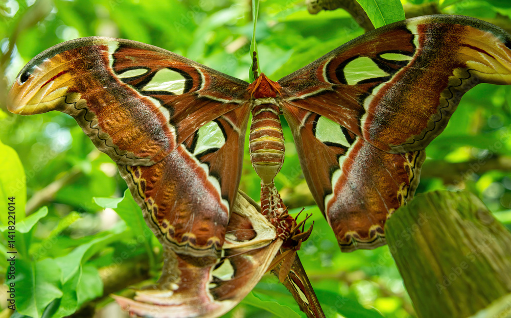 Atlas Moth, Attacus atlas