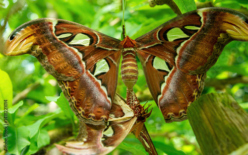 Atlas Moth, Attacus atlas