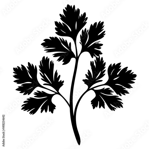 Monochrome botanical illustration of a cilantro or parsley sprig on white