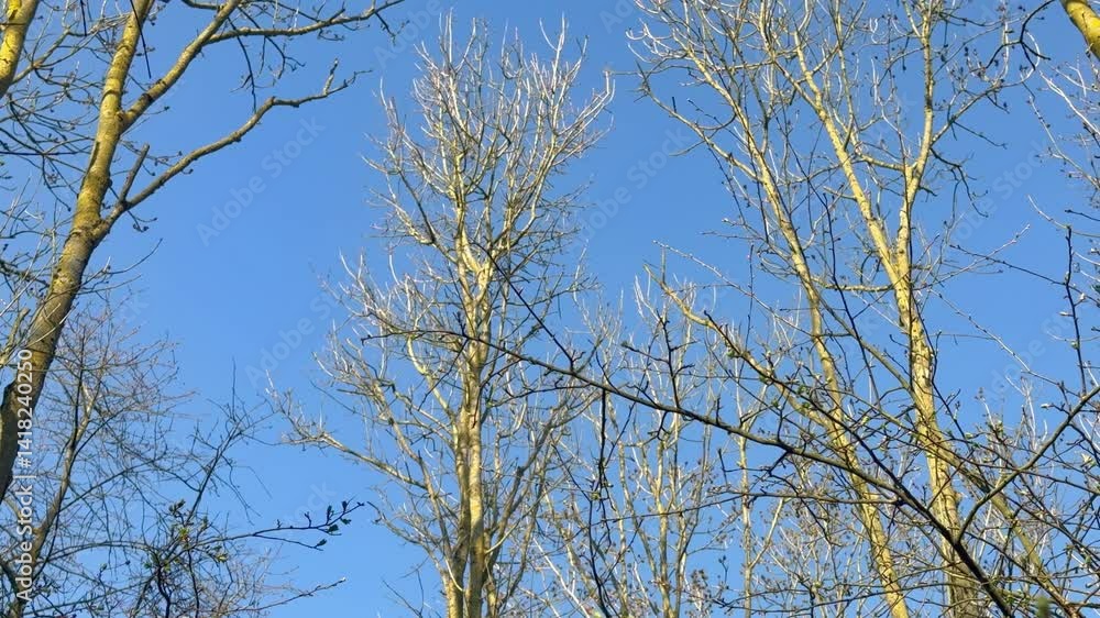 still leafless trees under a bright blue sky, branches and twigs in bright weather, bare trees and blue sky in spring still leafless trees under a bright blue sky, branches and twigs in bright weather, bare trees and blue sky in spring
