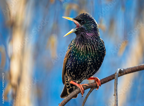 bright and beautiful male bird of colorful starling sits on the branches of b...