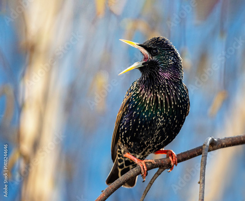 kingfisher on a branch
