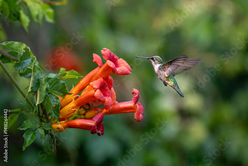 Single female ruby throated hummingbird flying over orange trumpet vine flowers