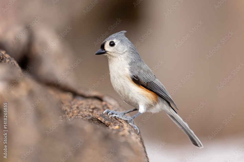 Fototapeta premium tufted titmouse portrait