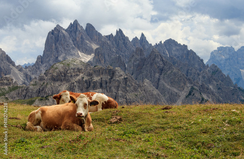 Cows in the mountains