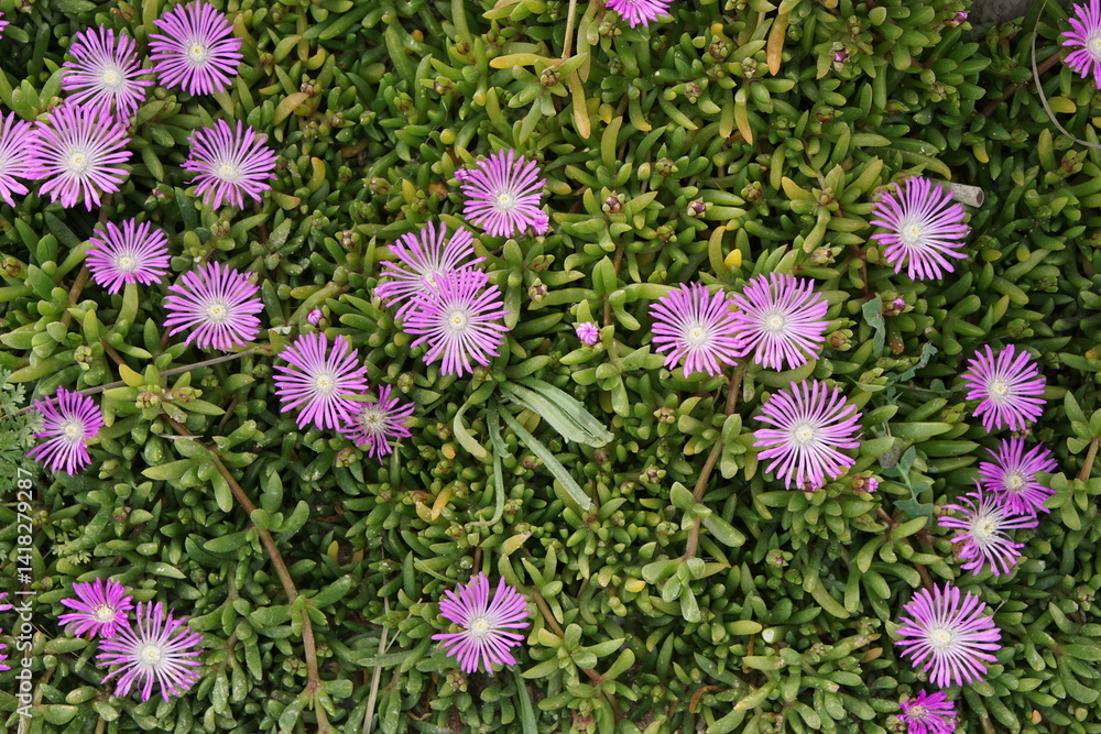 Fototapeta premium Disphyma crassifolium (L.) L.Bolus, Purple Dewplant, Ibiza, Cala Comte, Spain, Balearic Islands, plants, flowers