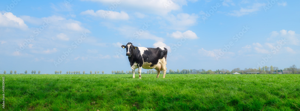 Agriculture. Farm. Domestic animals on the farm. Cow grazing in the meadow. Animals on the background of a clear sky. Food production. Photo for wallpaper, postcard, background.