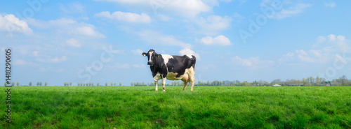 Obraz na płótnie Agriculture. Farm. Domestic animals on the farm. Cow grazing in the meadow. Animals on the background of a clear sky. Food production. Photo for wallpaper, postcard, background. w salonie