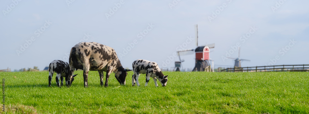 Agriculture. Sheep and lambs on the farm. Domestic animals on the farm. Food production. Photo for wallpaper, postcard, background.