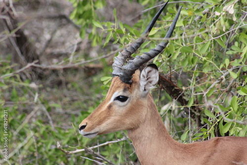 Photography impala in the wild