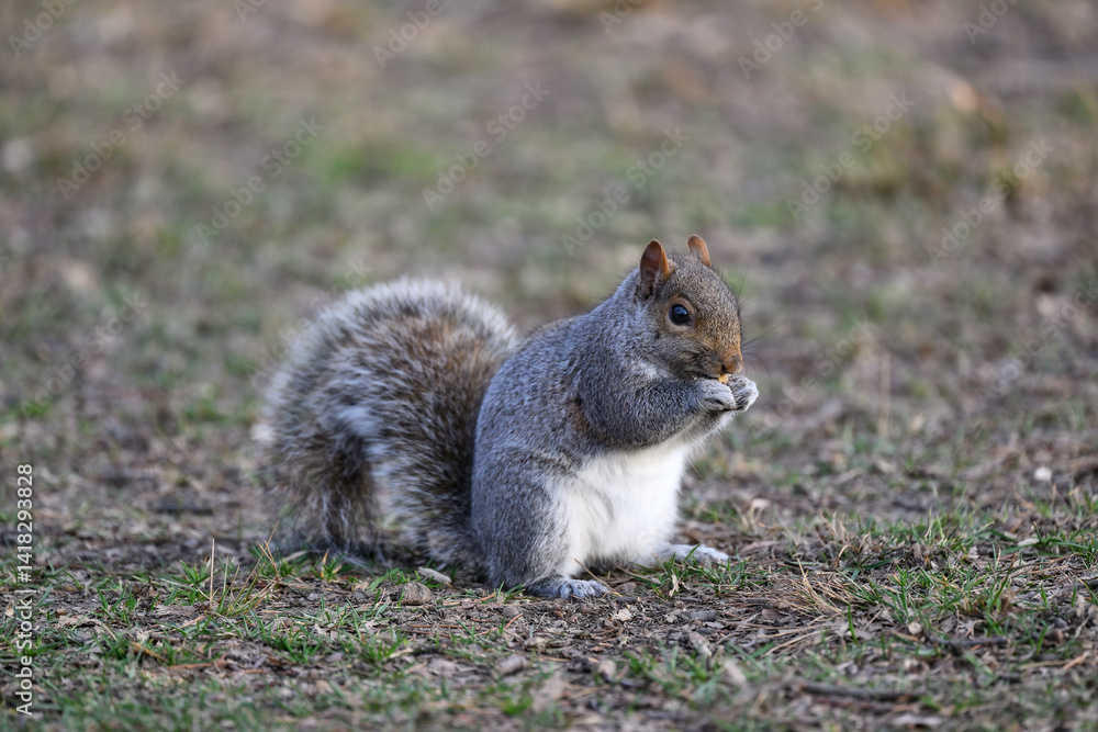 squirrel in the park squirrel in the park