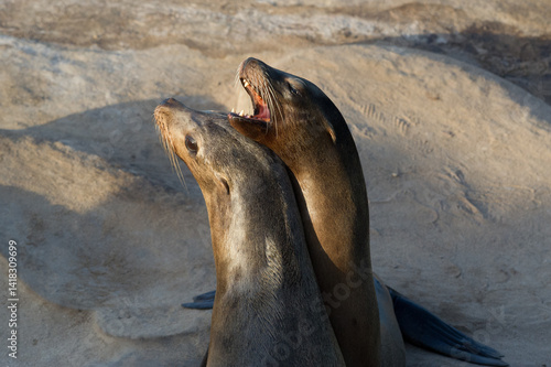 Sea Lions playing on the beach of La Jolla