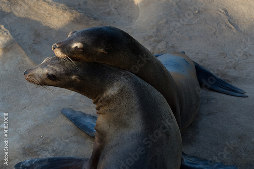 Sea Lions playing on the beach of La Jolla
