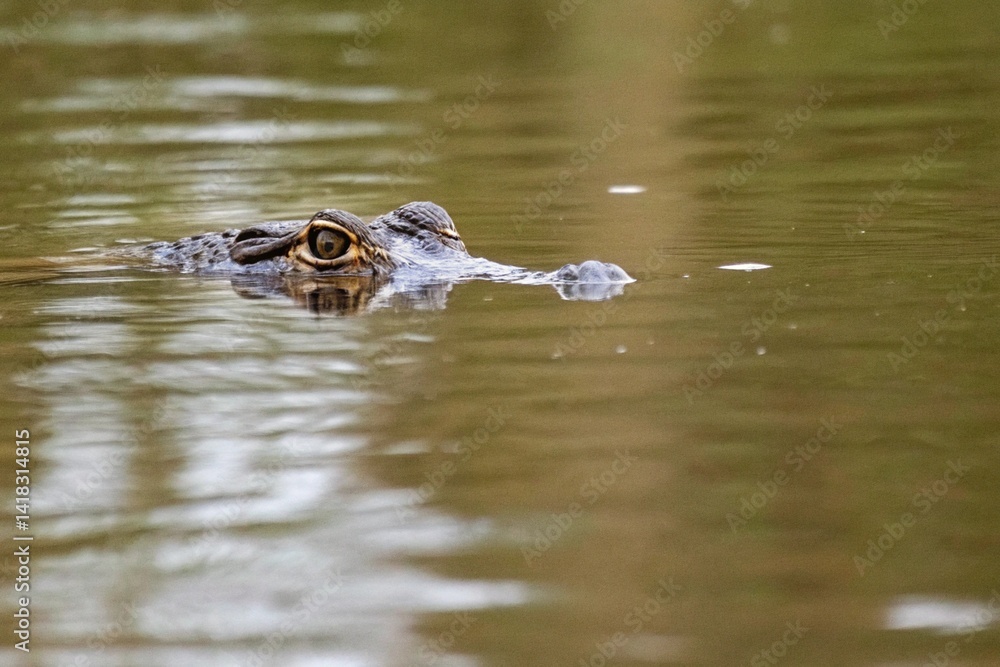Crocodile Eye Emerging from Water Close-Up Wildlife Photography Crocodile Eye Emerging from Water Close-Up Wildlife Photography