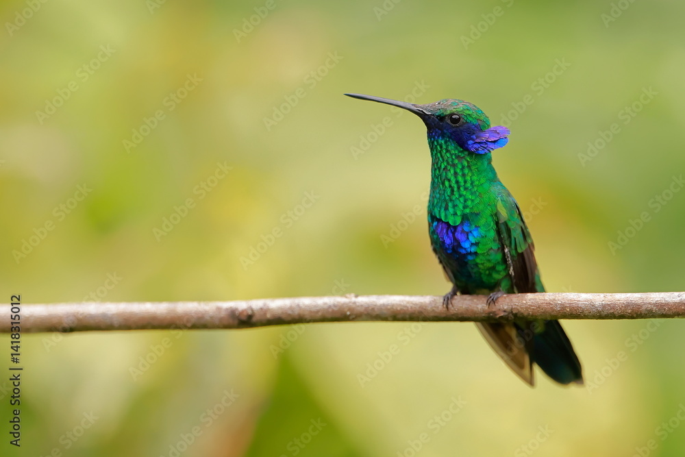 Sparkling violetear (Colibri coruscans) Ecuador Sparkling violetear (Colibri coruscans) Ecuador