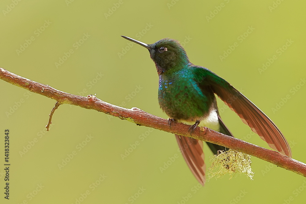 Fototapeta premium Tourmaline sunangel, Heliangelus exortis, Ecuador