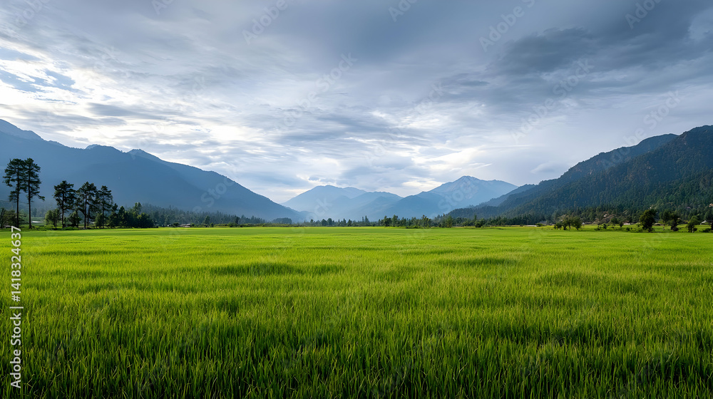 Expansive Green Rice Paddy Field With Mountain Range Background Expansive Green Rice Paddy Field With Mountain Range Background
