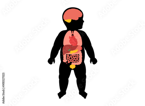 Internal organs of the child