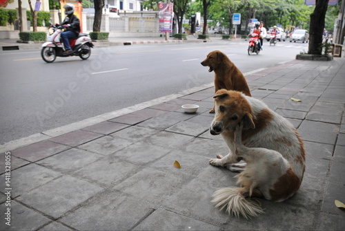 Photography Stray dogs on a Bangkok street