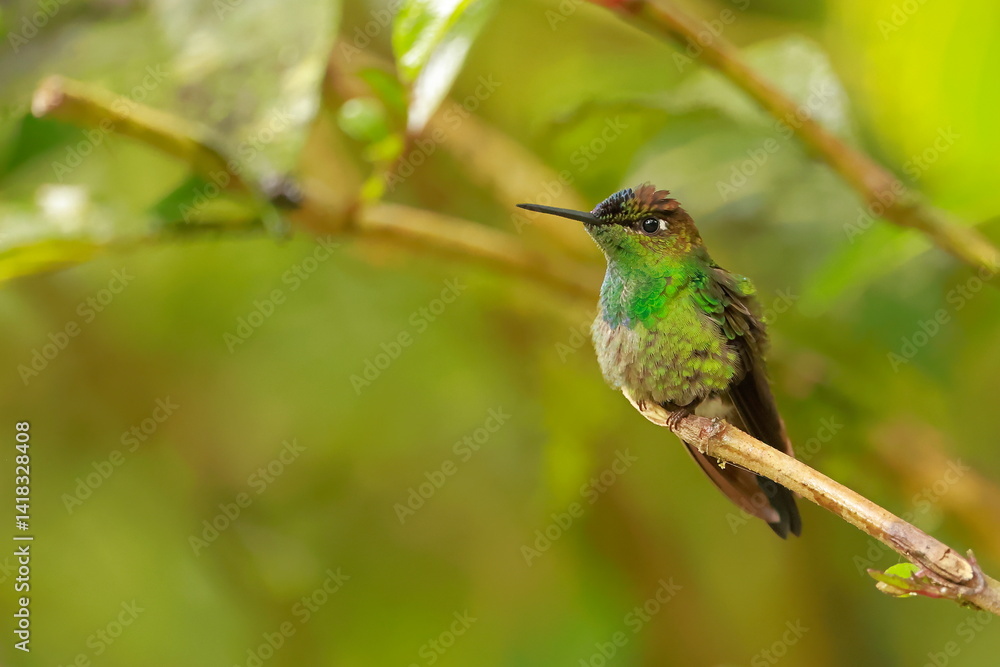Violet fronted brilliant, Heliodoxa leadbeateri, Ecuador