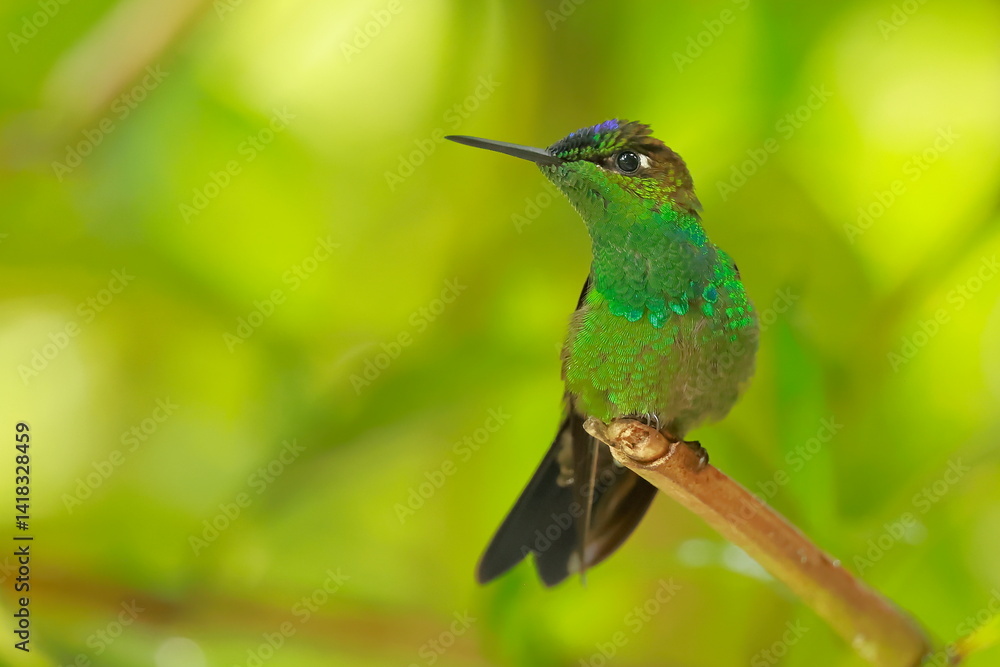 Violet fronted brilliant, Heliodoxa leadbeateri, Ecuador