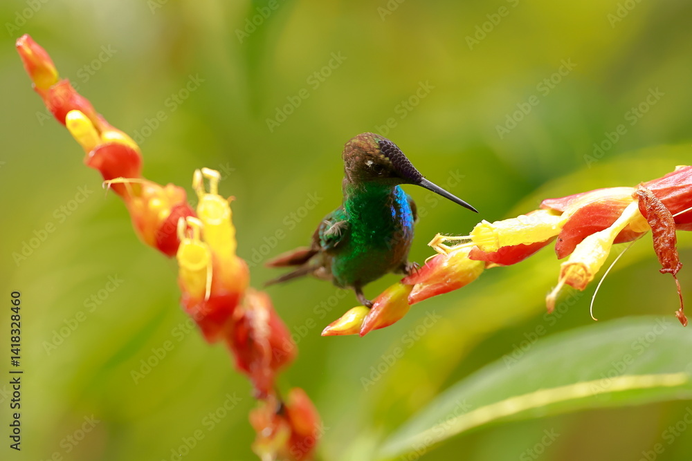 Violet fronted brilliant, Heliodoxa leadbeateri, Ecuador