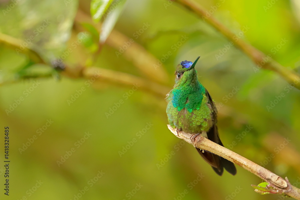 Violet fronted brilliant, Heliodoxa leadbeateri, Ecuador