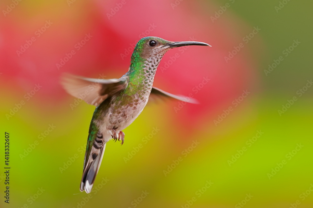 White necked jacobin, Florisuga mellivora, Ecuador