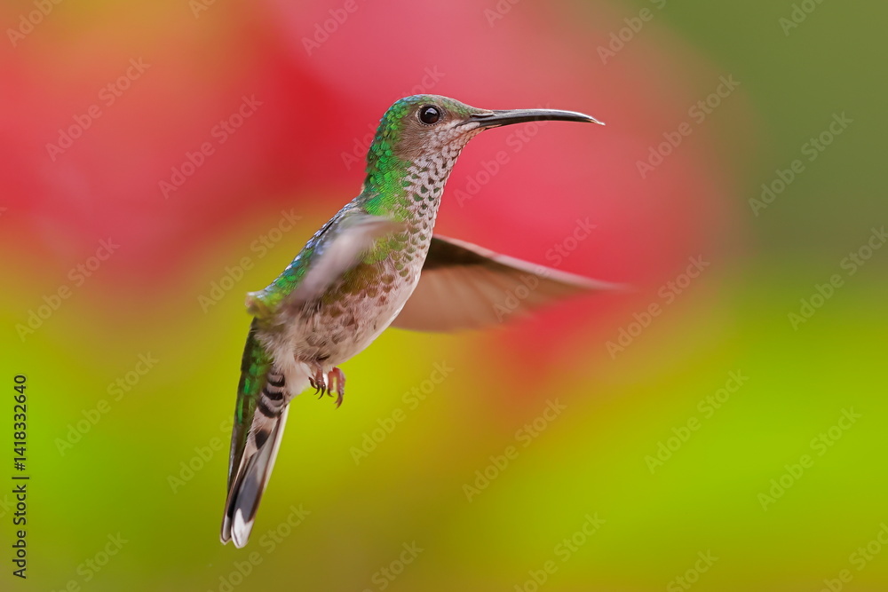 White necked jacobin, Florisuga mellivora, Ecuador