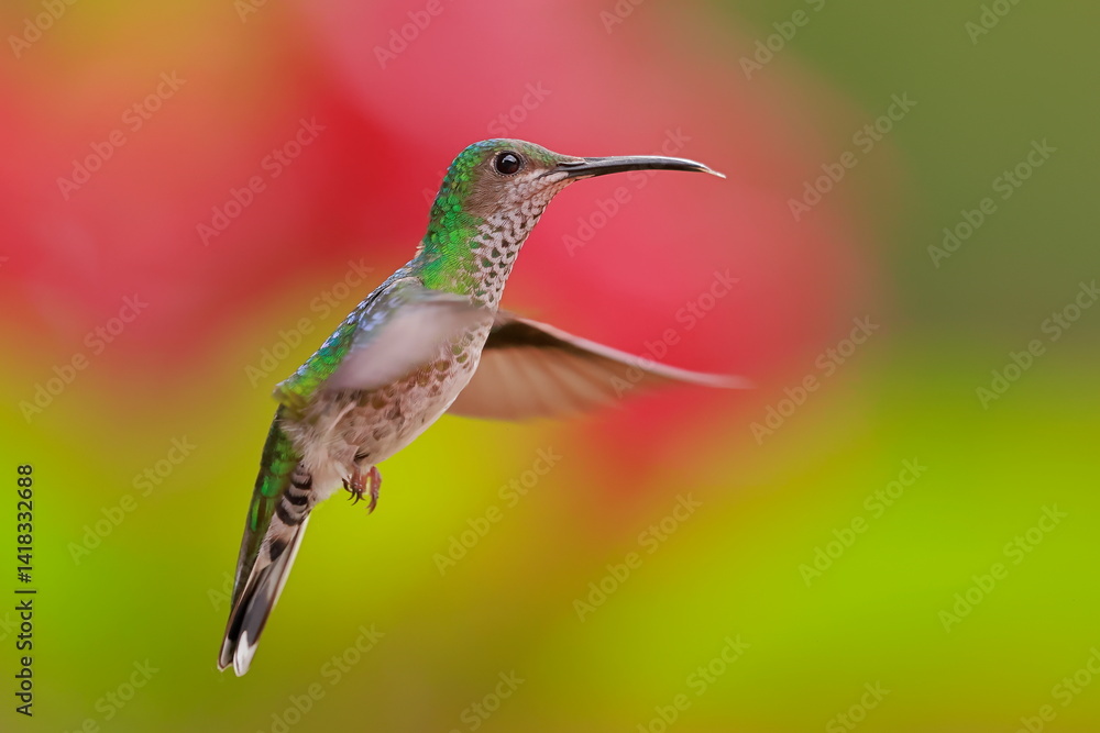 White necked jacobin, Florisuga mellivora, Ecuador