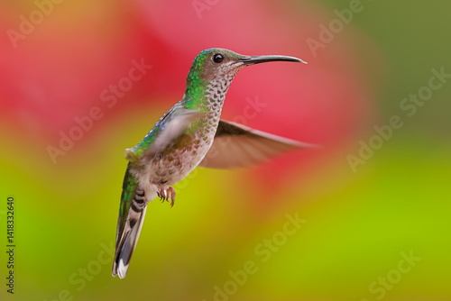 Obraz na płótnie White necked jacobin, Florisuga mellivora, Ecuador w salonie