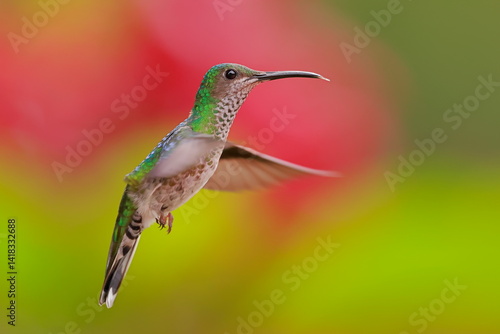White necked jacobin, Florisuga mellivora, Ecuador
