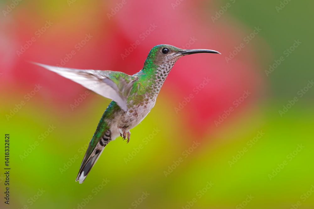 White necked jacobin, Florisuga mellivora, Ecuador