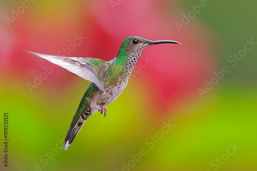 Obraz na płótnie White necked jacobin, Florisuga mellivora, Ecuador w salonie