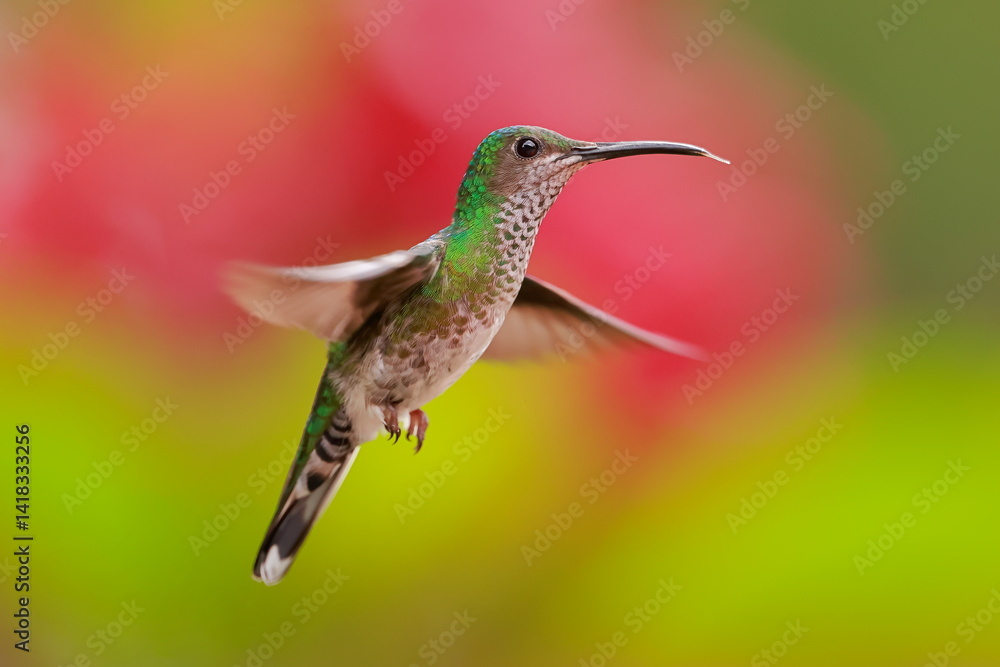 White necked jacobin, Florisuga mellivora, Ecuador