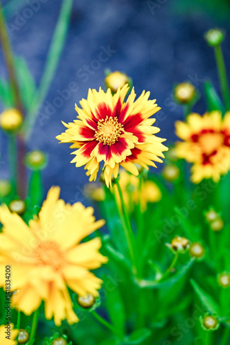 yellow and red flower