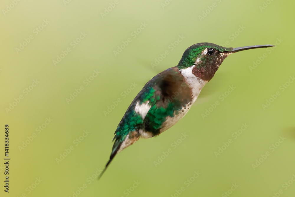 White--bellied woodstar, Chaetocercus mulsant, Ecuador