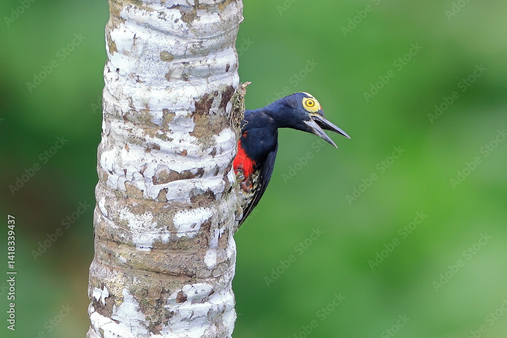 Yellow-tufted woodpecker, Melanerpes cruentatus, Ecuador