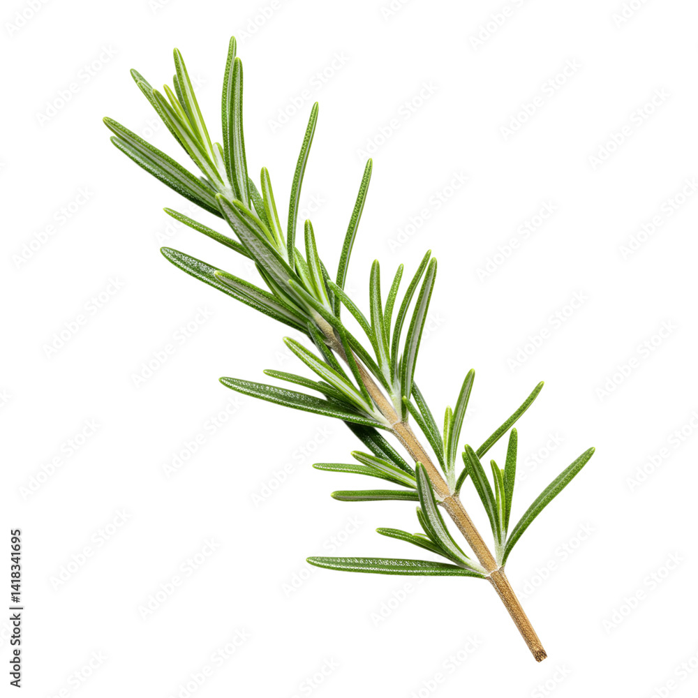 Fototapeta premium Natural rosemary stem perfect for recipes and herbal remedies