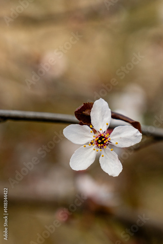 White cherry flowers on spring time close up photo of white blossoming cherry tree branch. White flowers of the cherry blossoms on a spring day.