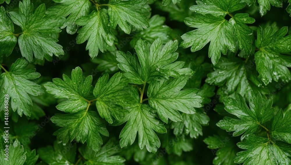 Close-up of vibrant green parsley leaves filling the frame. Close-up of vibrant green parsley leaves filling the frame.