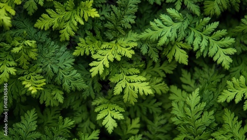 Close-up of green leafy plant foliage creating a dense natural pattern.
